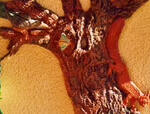 Relief - Detail - Ton - Gebrannt Realisation mit Kindern